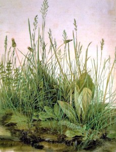 S_large_turf-durer