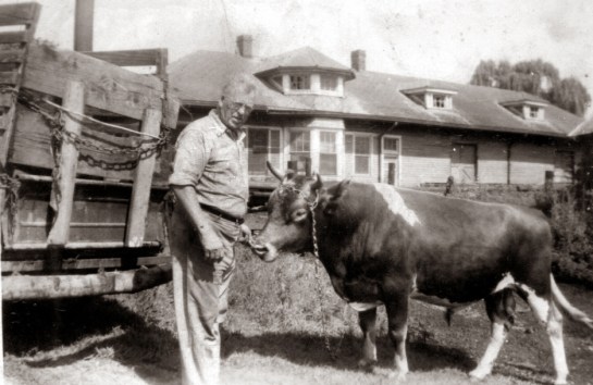 Papa E and bull