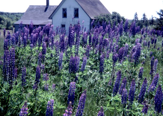 Lupines