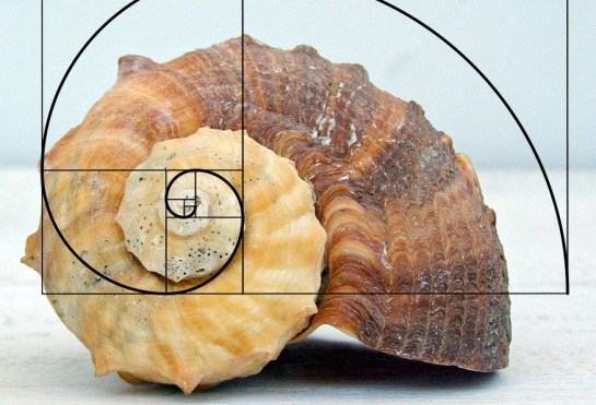 fibonacci whelk