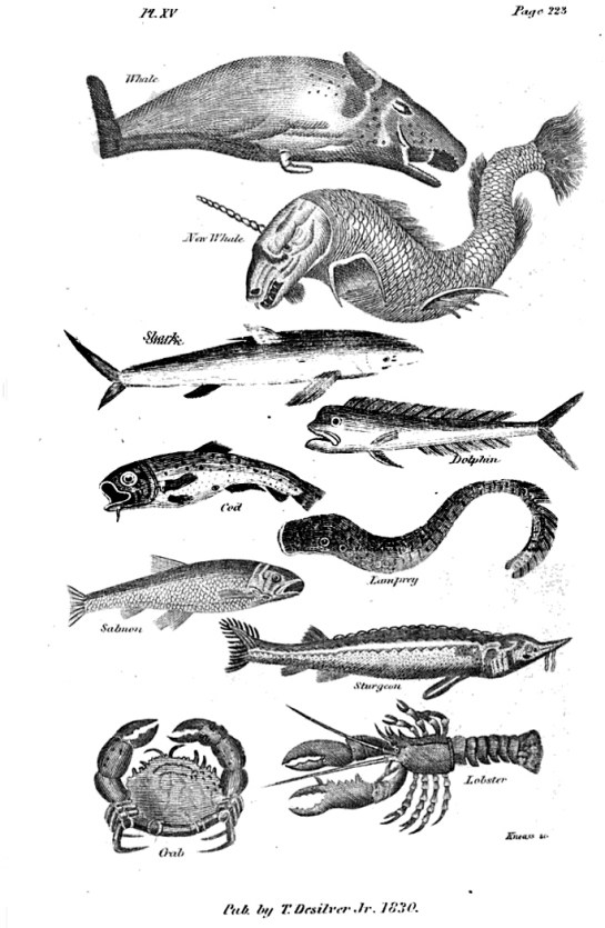 Plate from Goldsmith's "Animated Nature"