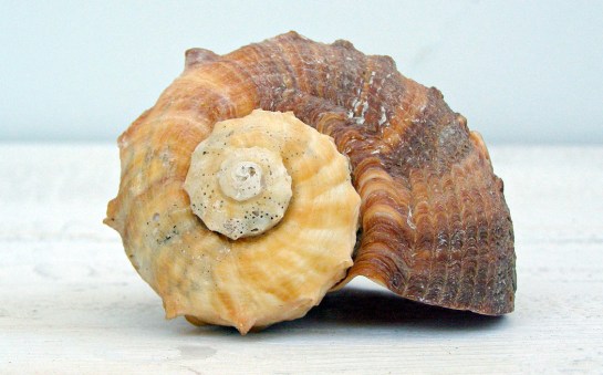 whelk