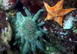 bruhel point tidal pool starfish