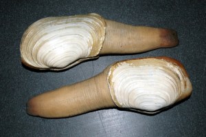geoduck