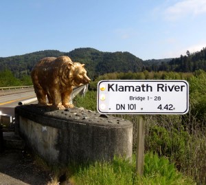 klamath river bear