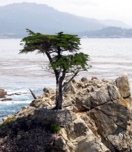 Lone cypress in 17-mile drive