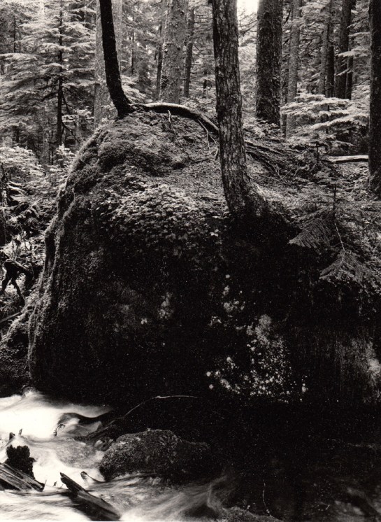 Near Lake Angeles, Olympic NP, Wash