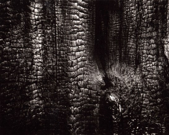 Scorched redwood, Humboldt Redwoods State Park