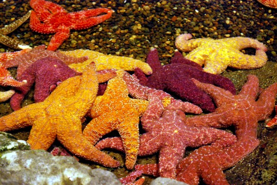 starfish pile