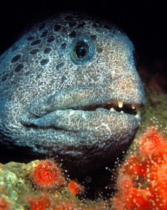 wolf eel 2