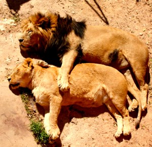 lions sleeping
