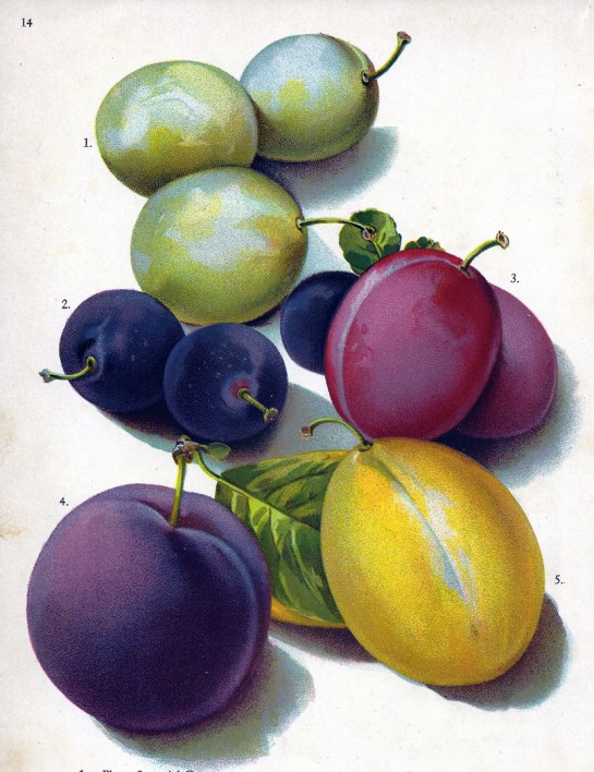 plums 2