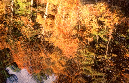 Fall color reflected in surface of Walden Pond, Concord, Mass.