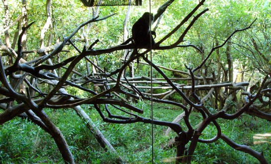 Lion-tail macaques, Woodland Park Zoo, Seattle