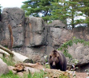 zoo bear