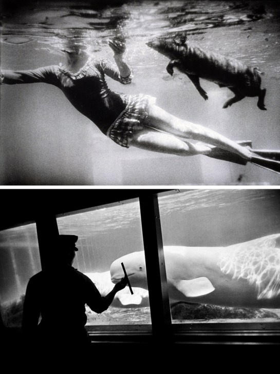 winogrand underwater pair