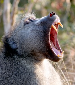 baboon teeth
