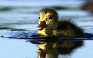 duckling