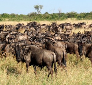 Gnu pack