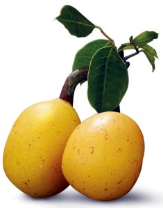 Marula fruit