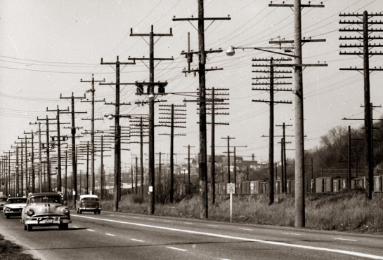 phone pole forest bw