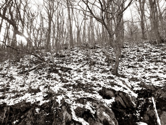 snow on forest floor 2
