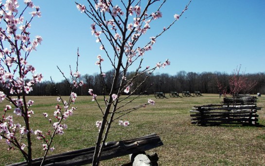 shiloh peach blossoms