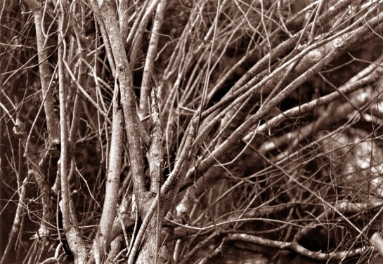 Buxton Sedge, Hatteras NC