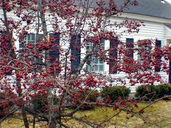 Crab Apples Sullivan Maine