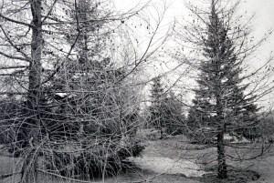 friedlander montreal