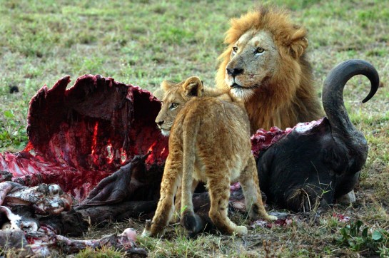 lions eating