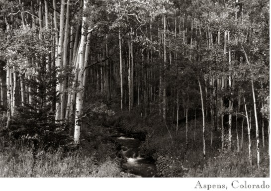 Aspens, Colo
