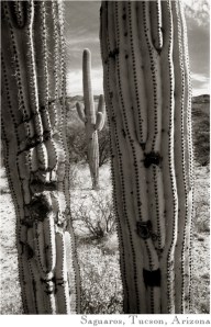 Saguaros