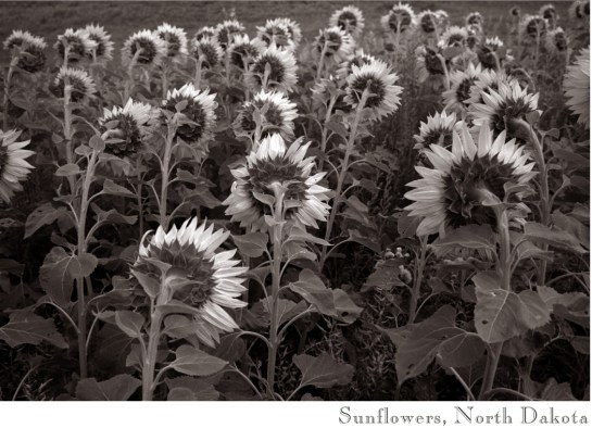 Sunflowers ND 01