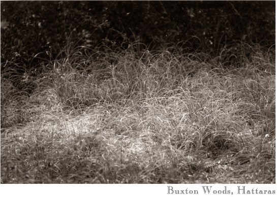 16 Buxton Sedge grass