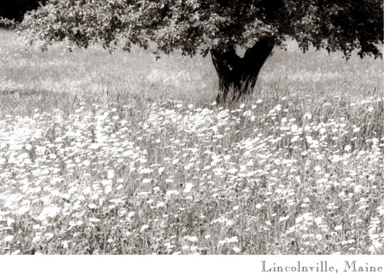 19 lincolnville maine