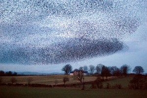 birdswarm 1