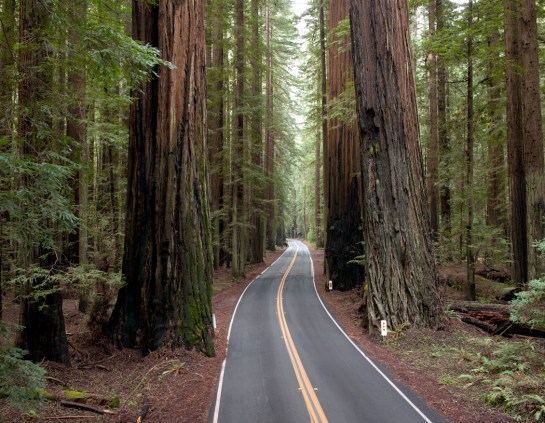 humboldt redwoods