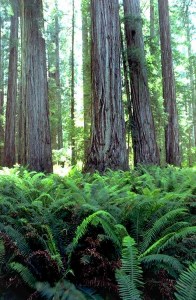 redwood ferns vertical