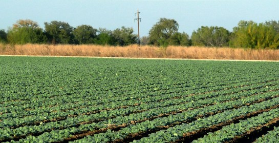 spinach, crystal city texas