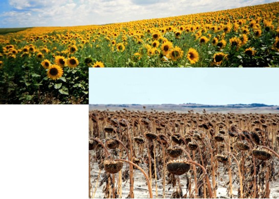 Sunflowers in two seasons