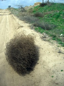 tumbleweed 1