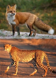 fox cheetah dyad