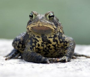 glodderbin toad 1