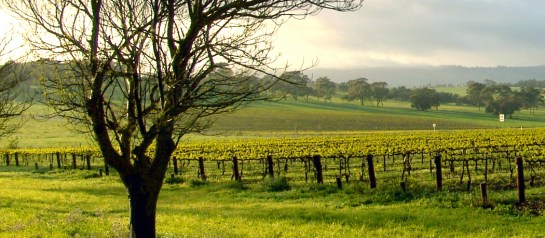 dripping springs texas