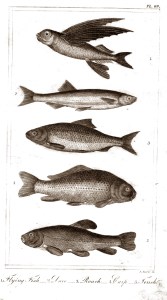 goldsmith fish 6