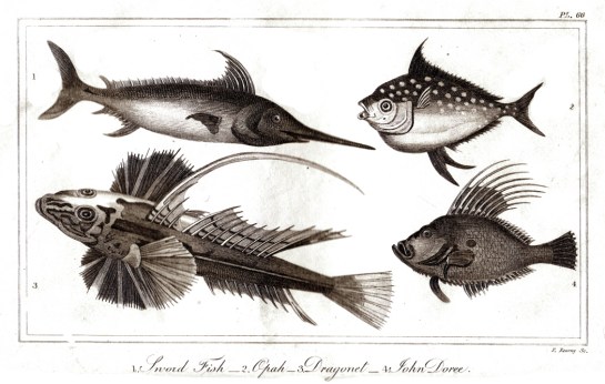 goldsmith fish 8 horizonntal