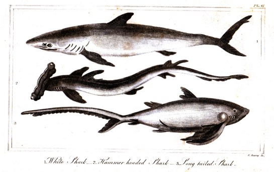 goldsmith shark horizontal