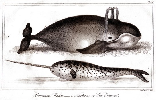 Goldsmith whales 1horizontal