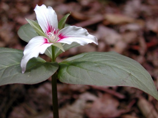 Linville trillium